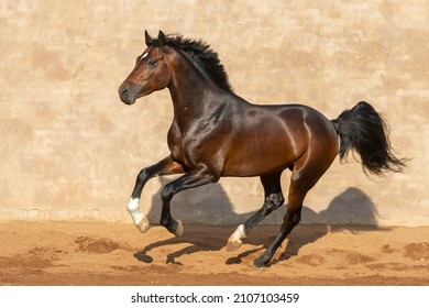 Bay Warmblood Stallion Running And Playing