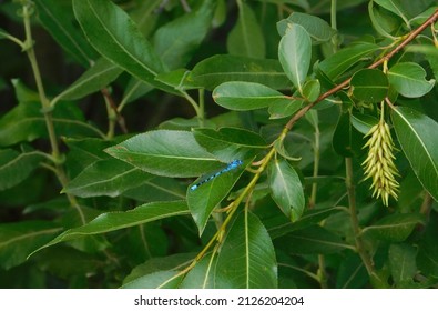 Bay Willow Leaves And Catkin Flowers In Summer (Salix Pentandra) With Bright Blue Dragonfly (Damselfly)