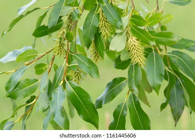 Bay Willow, Salix Pentandra Twig With Seeds In Late Summer