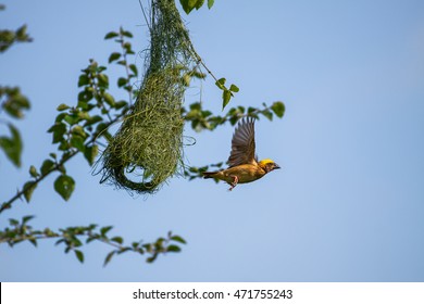 Baya Weaver