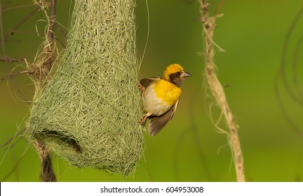 Baya Weaver