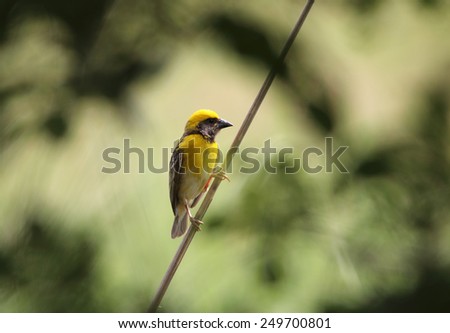 Baya Weaver