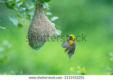 Baya weaver in action while forming nest