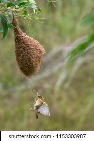 Baya Weaver Bird