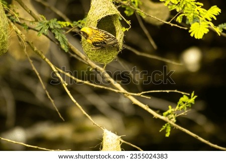 Similar – Foto Bild Hungriger Vogelnachwuchs