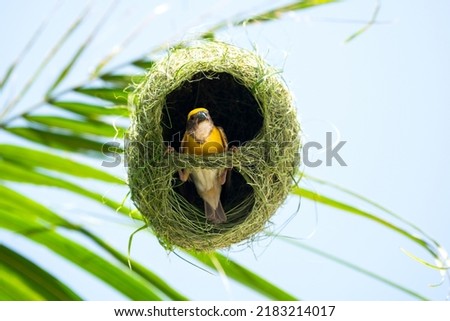 Baya weaver bird building nest on palm tree.