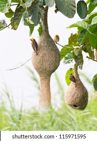 Baya Weaver Bird Nest At A Branch Of The Tree