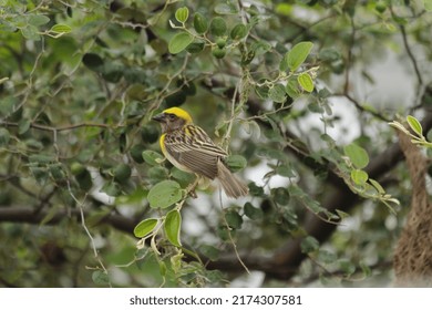 Baya Weaver Bird Raw Photo 