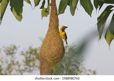 Baya Weaver Building A Nest