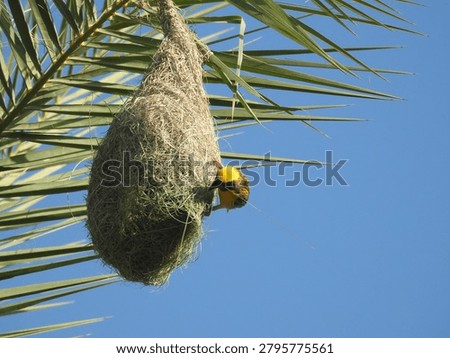 Baya Weaver Nesting Close up