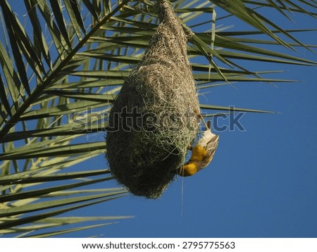 Baya Weaver Nesting Close up