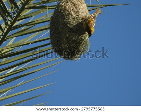 Baya Weaver Nesting Close up