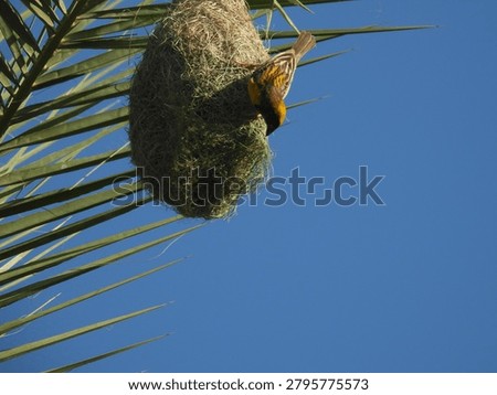 Baya Weaver Nesting Close up