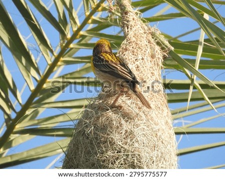 Baya Weaver Nesting Close up