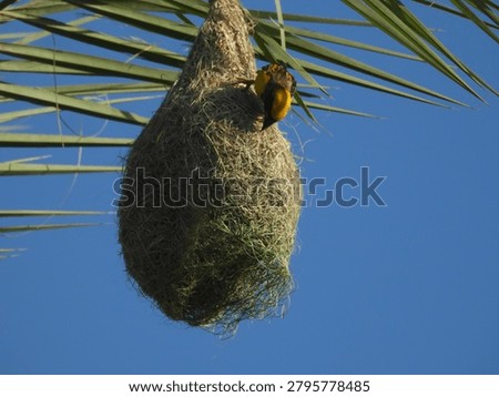 Baya weaver nesting close up
