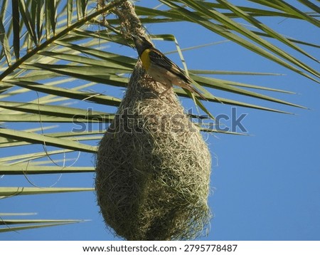 Baya weaver nesting close up