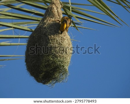 Baya weaver nesting close up