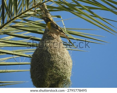 Baya weaver nesting close up