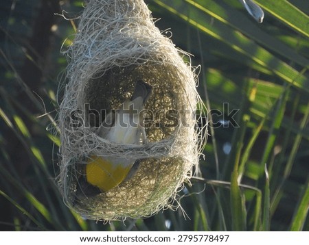 Baya weaver nesting close up