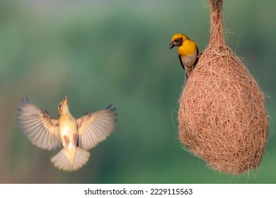 baya weaver nesting , The baya weaver is a weaverbird found across the Indian Subcontinent and Southeast Asia - Shutterstock ID 2229115563