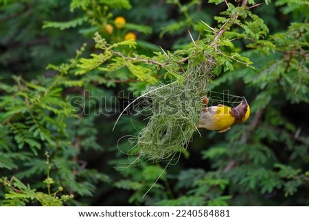 The baya weaver is a weaverbird found across the Indian Subcontinent and Southeast Asia. Flocks of these birds are found in grasslands.