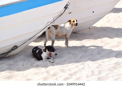 Bayahibe Dominican Republic March 2018 Stray Stock Photo (Edit Now ...