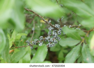 Bayberries (Myrica cerifera) , Plum Island in Newburyport, Mass. Native to North and Central America, the berries are used in candle making. The fruit serves as food for several kind of birds.