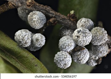 Bayberry, Myrica pennsylvanica, berries on a branch with leaves showing wax coating