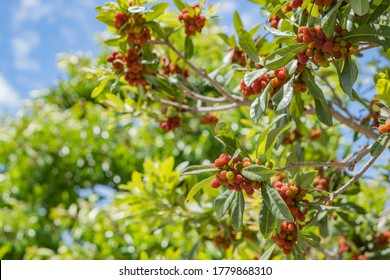 Bayberry Tree And Beautiful Sunshine