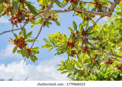 Bayberry tree and beautiful sunshine