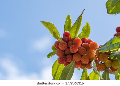 Bayberry Tree And Beautiful Sunshine