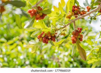 Bayberry Tree And Beautiful Sunshine