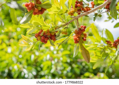 Bayberry Tree And Beautiful Sunshine