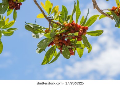 Bayberry Tree And Beautiful Sunshine