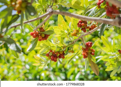 Bayberry Tree And Beautiful Sunshine