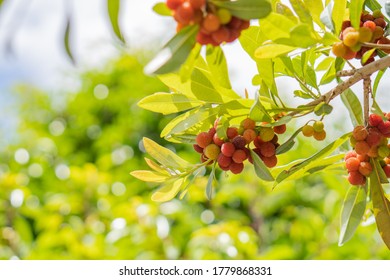 Bayberry Tree And Beautiful Sunshine