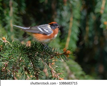 Bay-breasted Warbler Perched on Pine Tree
