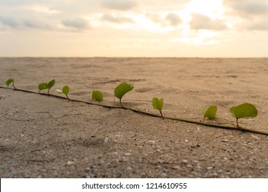 Bayhops Or Beach Morning Glory With Yellow Sunset Sky.