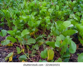 Bayhops Found Beside The Sea (ipomoea Pes-caprae)