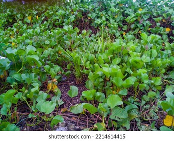 Bayhops Found Beside The Sea (ipomoea Pes-caprae)