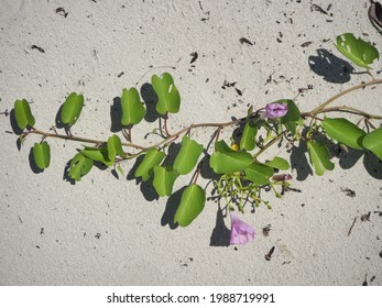 Bayhops Lying On The Beach