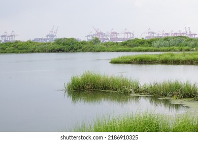 Bayonne, New Jersey, USA - July 17, 2022: View Of Wetlands At Richard Rutkowski Park