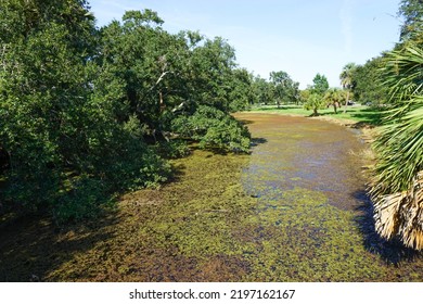 Bayou In City Park New Orleans