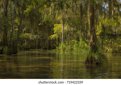 Bayou in Honey Island Swamp.