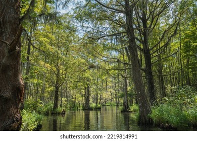 The Bayou Landscape Of Honey Island Swamp, Slidell, Louisiana