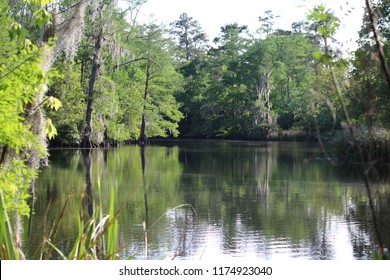 Bayou Liberty - A Bayou Located In Slidell, Louisiana North Shore Of Lake Pontchartrain Near New Orleans. The Fresh Water Bayou Flows Into The Estuary Creating The Brackish Water. Cypress Trees 