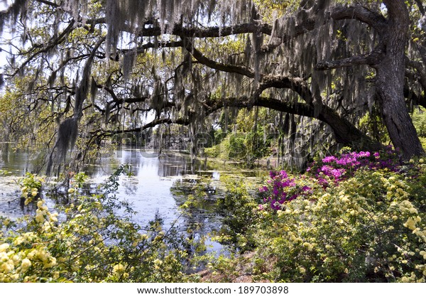 Bayou Spring Stock Photo 189703898 | Shutterstock