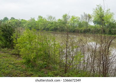 Bayou Water Reflections Stock Photo 1366672349 | Shutterstock