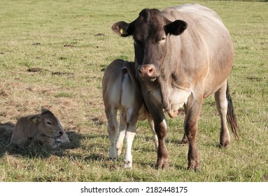 Bazadaise Cow Nursing Her Newly Born Calf. 