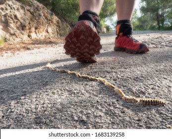 Be careful within running. Procession of Caterpillar Pine Processionary rushes in a row on asphalt path through a forest park. Bosque de Bellver, Palma de Mallorca, Spain